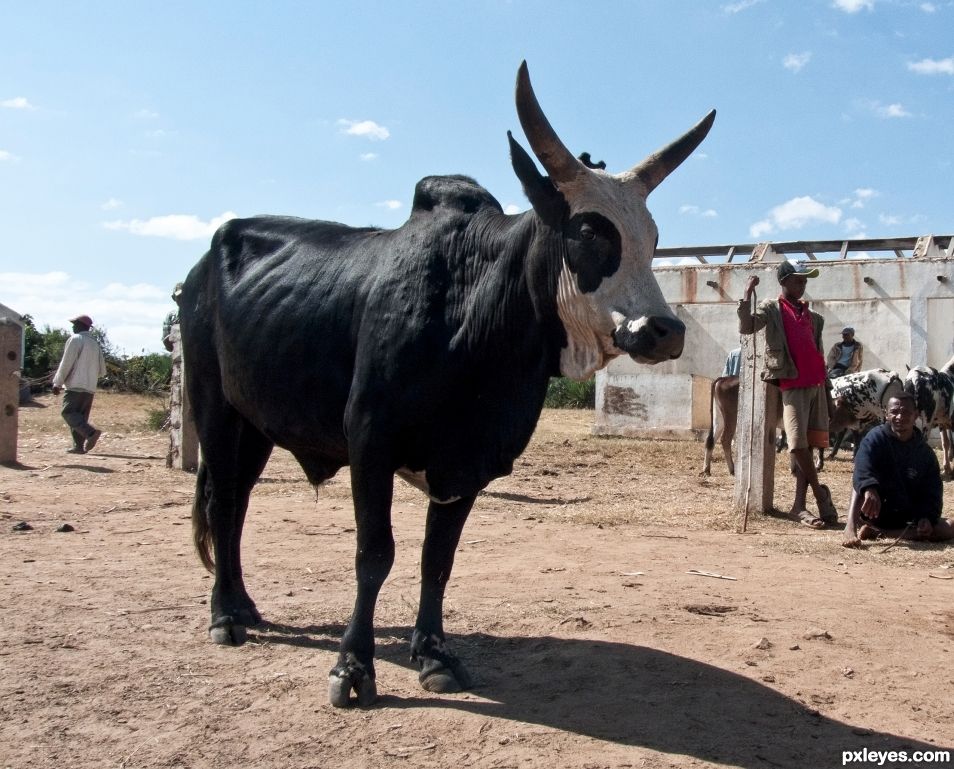 Zebu