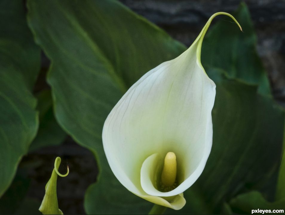 Zantedeschia