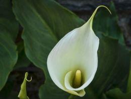 Zantedeschia