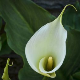 Zantedeschia