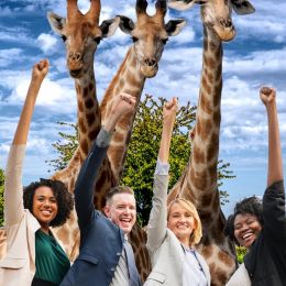 TheGiraffeGroup