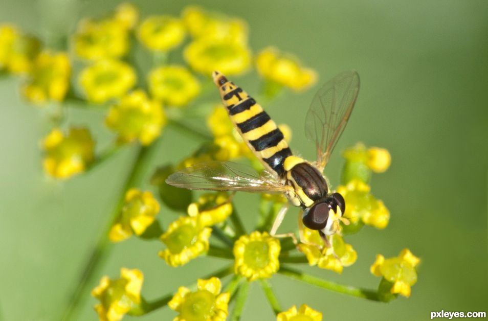 Hoverfly foraging yellow flowers