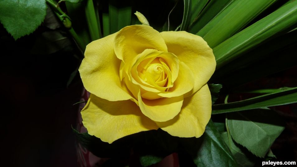 Yellow rose