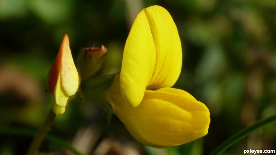 Broom flower