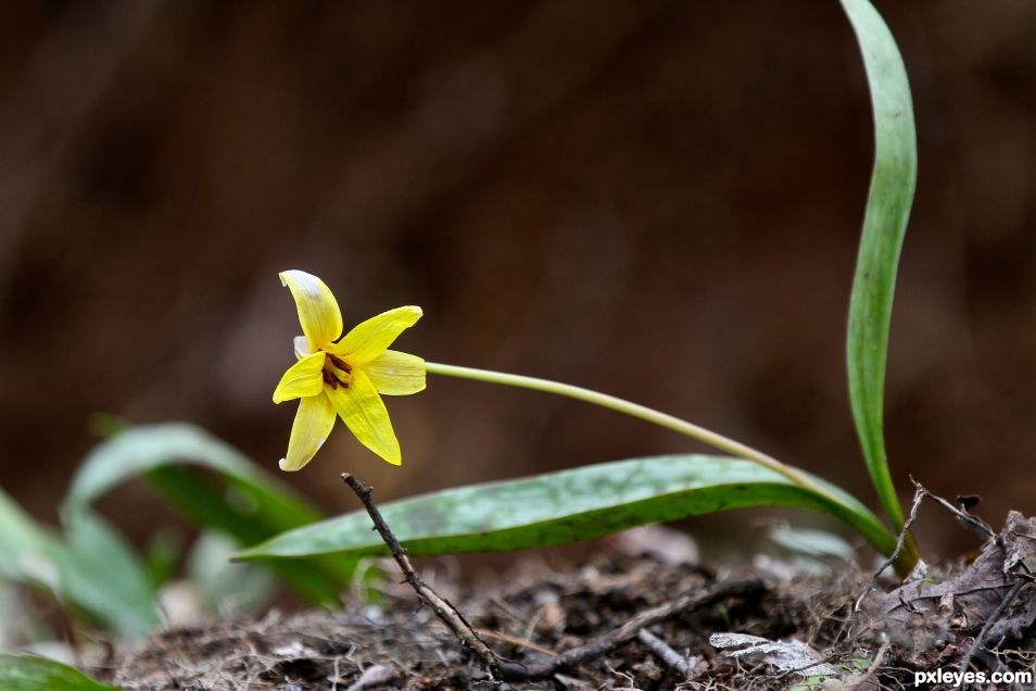 Wildflower