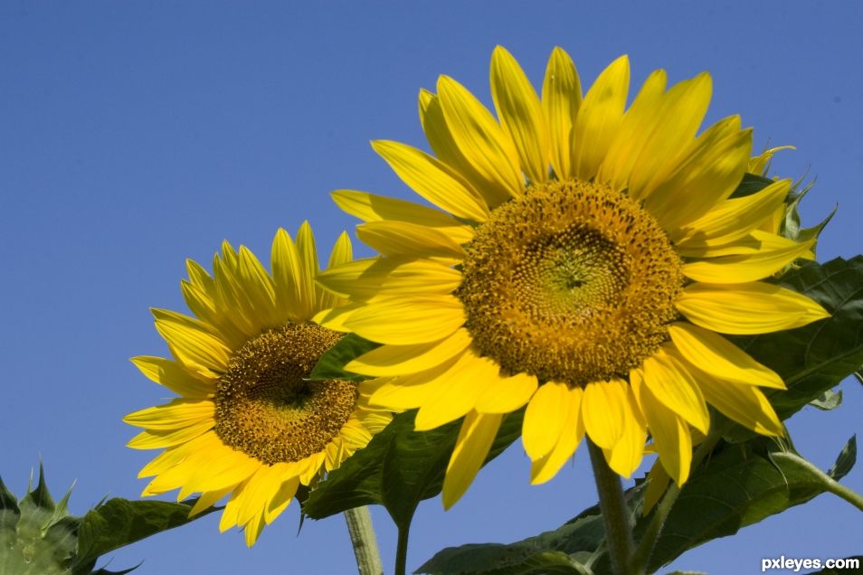 Sunflower Art