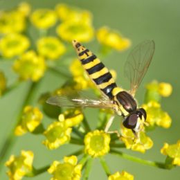 Hoverflyforagingyellowflowers