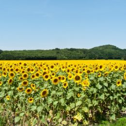 Sunflowerfield