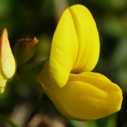 Broomflower