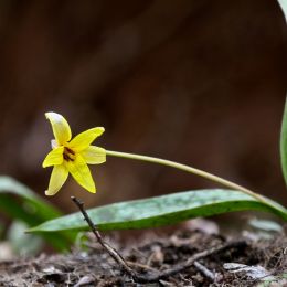 Wildflower