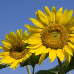 SunflowerArt