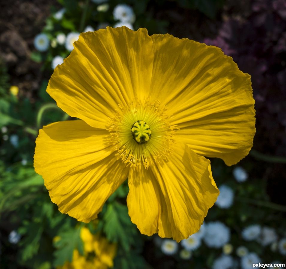 Meconopsis cambrica 