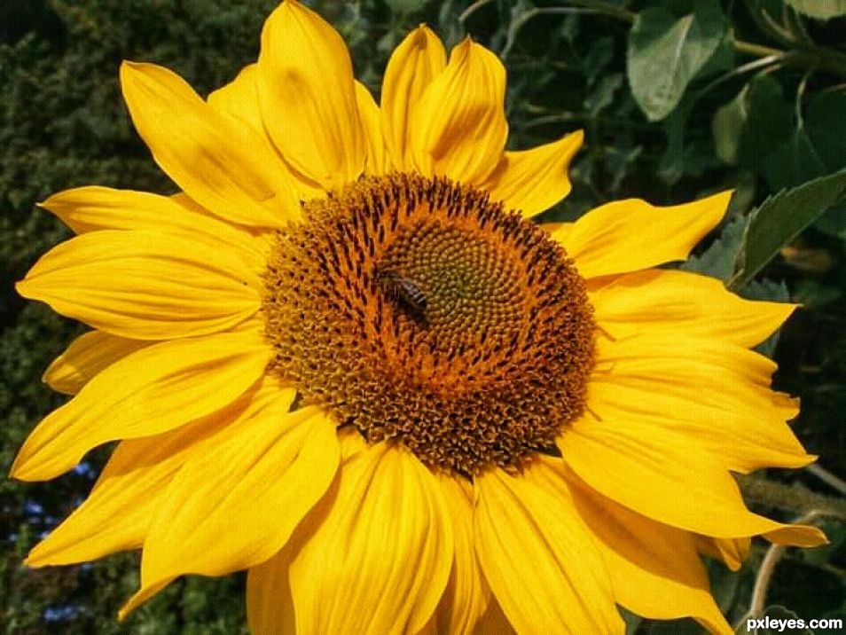 Sun bee on the sunflower