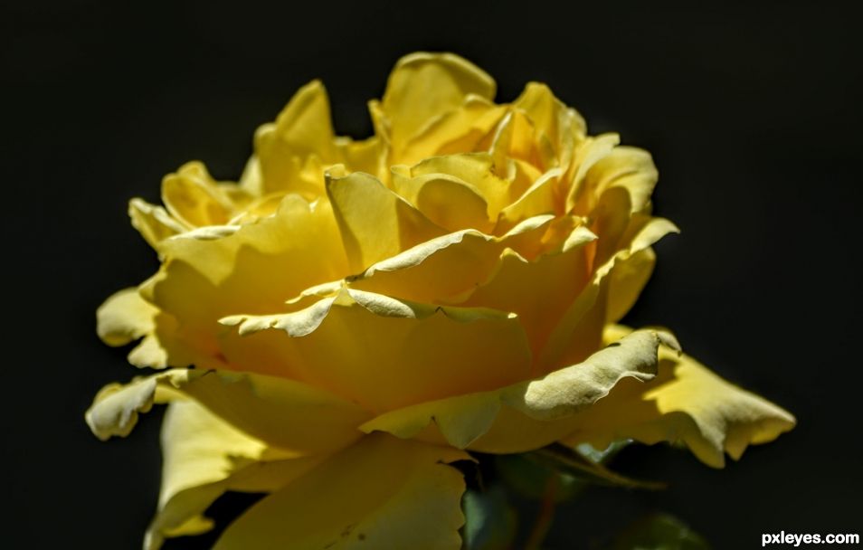 Yellow Rose