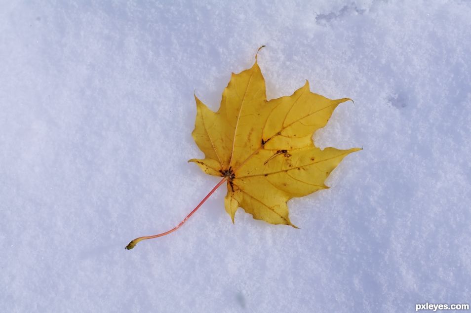 Autumn in the Snow