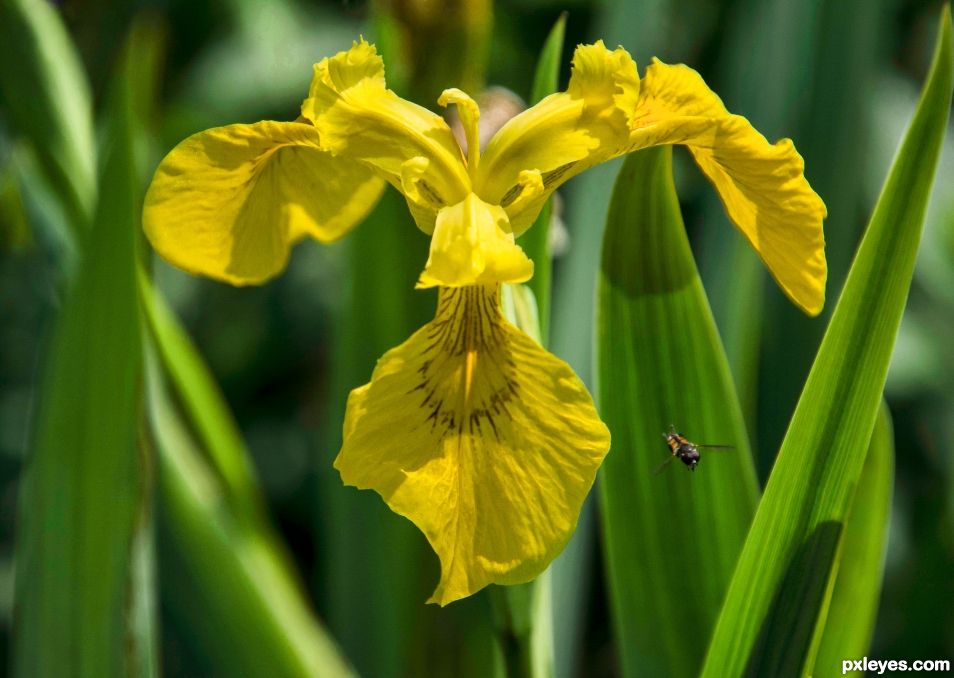 Yellow flag iris