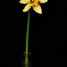 Daffodil