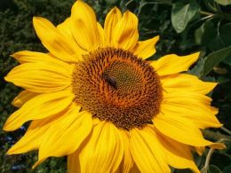 Sun bee on the sunflower