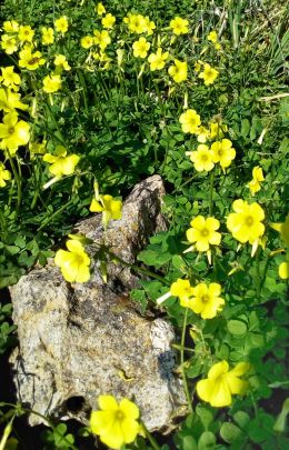 Yellow path of the Spring