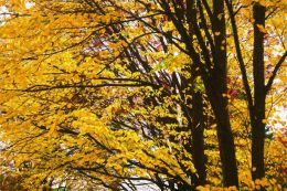  Nature in Yellow