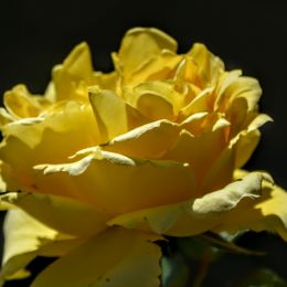 YellowRose