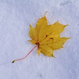 AutumnintheSnow