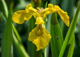 Yellow flag iris