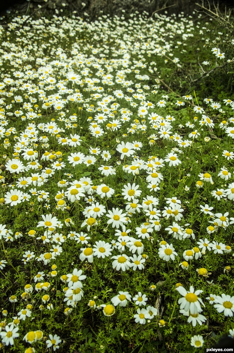 Camomile path