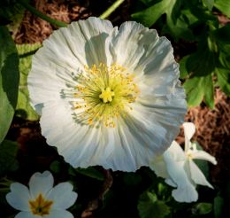 Waking up in a flower bed