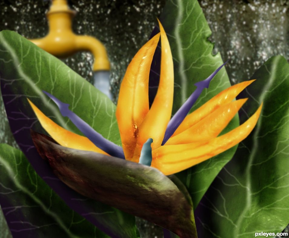 Creation of Bird Of Paradise: Final Result