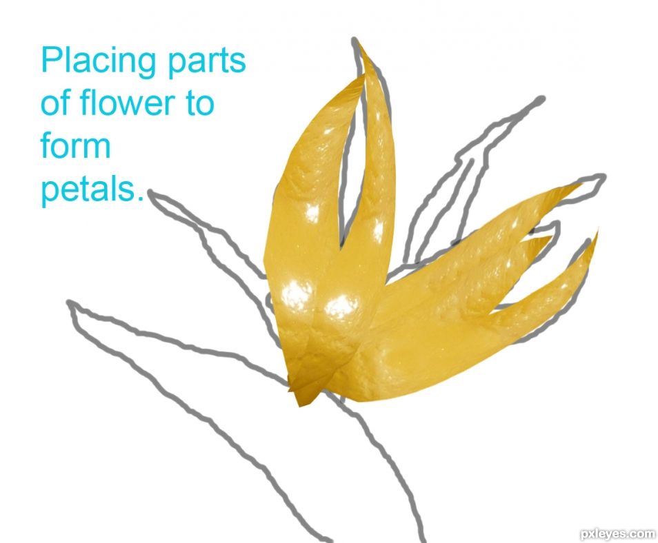 Creation of Bird Of Paradise: Step 3