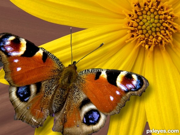 Butterfly on Flower