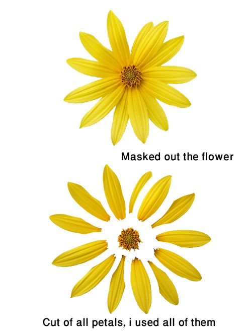 Creation of Princess of Petals: Step 1