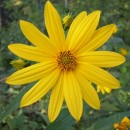 yellow flower source image