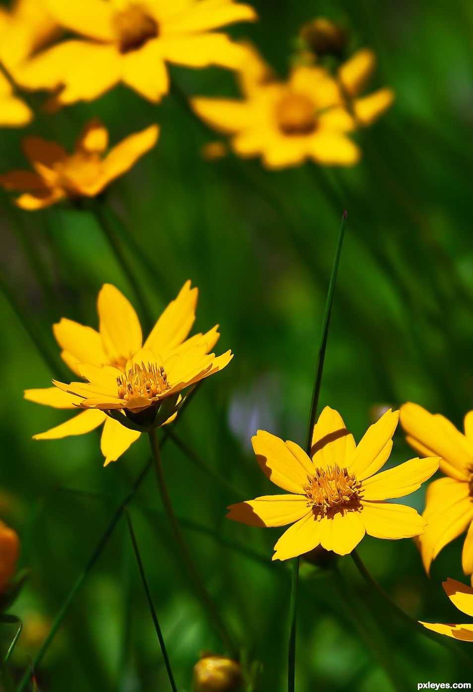 Field of Yellow