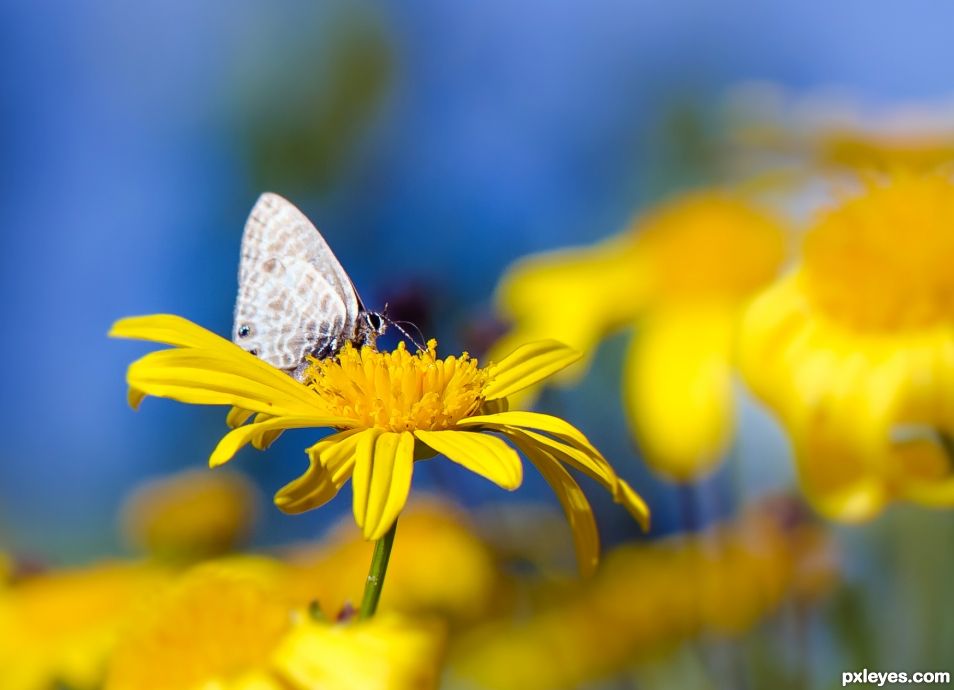 Yellow daisy