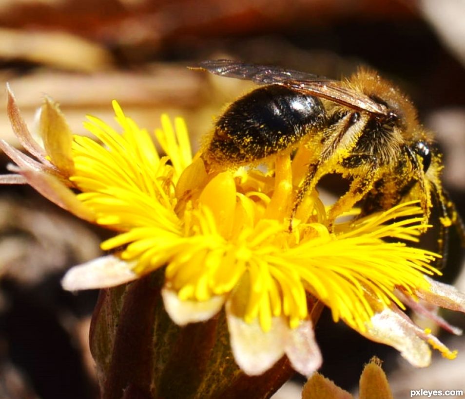 Pollination