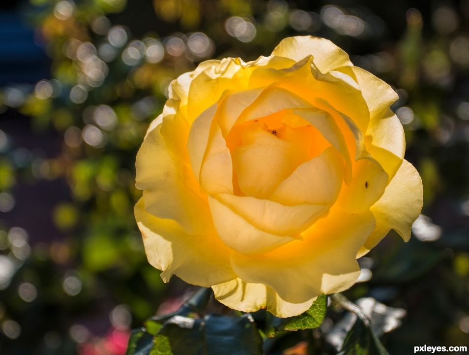 Yellow rose