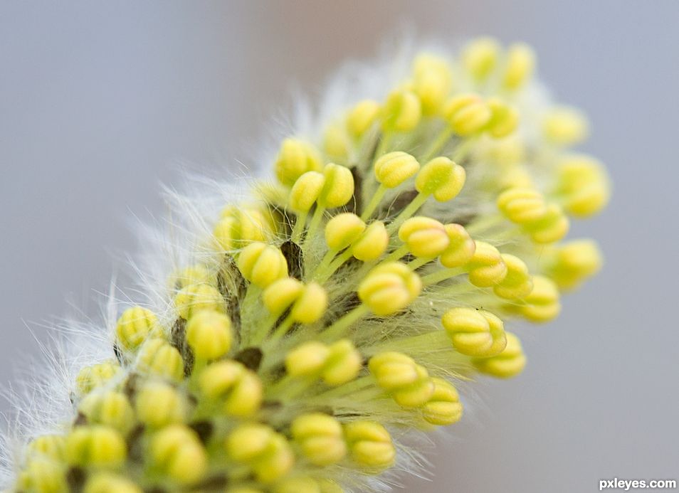 Spring Blossom