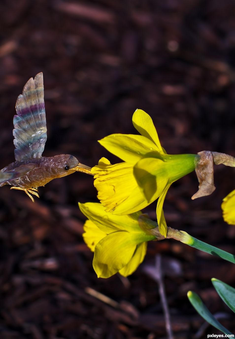 Daffodils