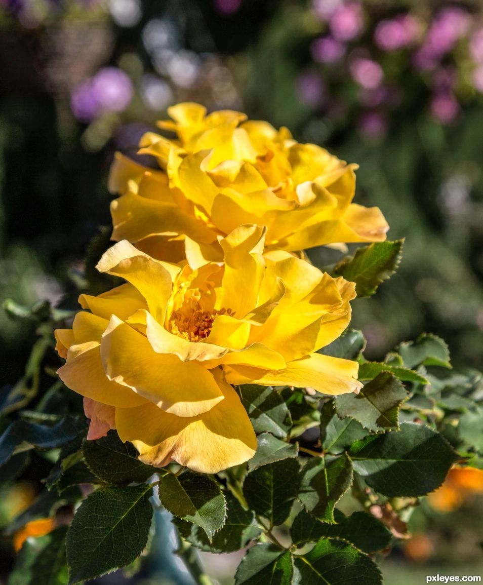 Yellow rose