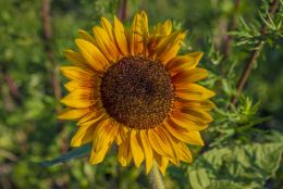 Yellow like the sun