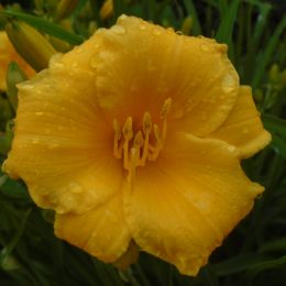 YellowSplendor
