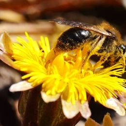 Pollination