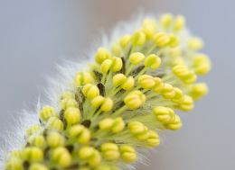 Spring Blossom