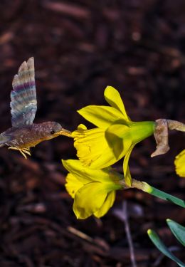 Daffodils