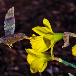 Daffodils