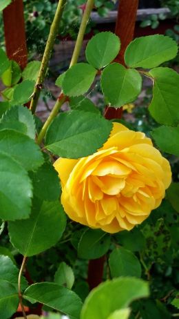 A Graham Thomas Yellow Rose, in mine and Queenies backyard