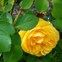 AGrahamThomasYellowRoseinmineandQueeniesbackyard