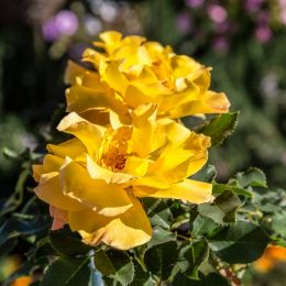 Yellowrose